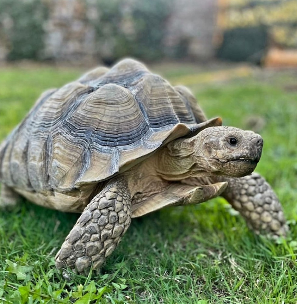 Brian the tortoise — the bar's namesake
