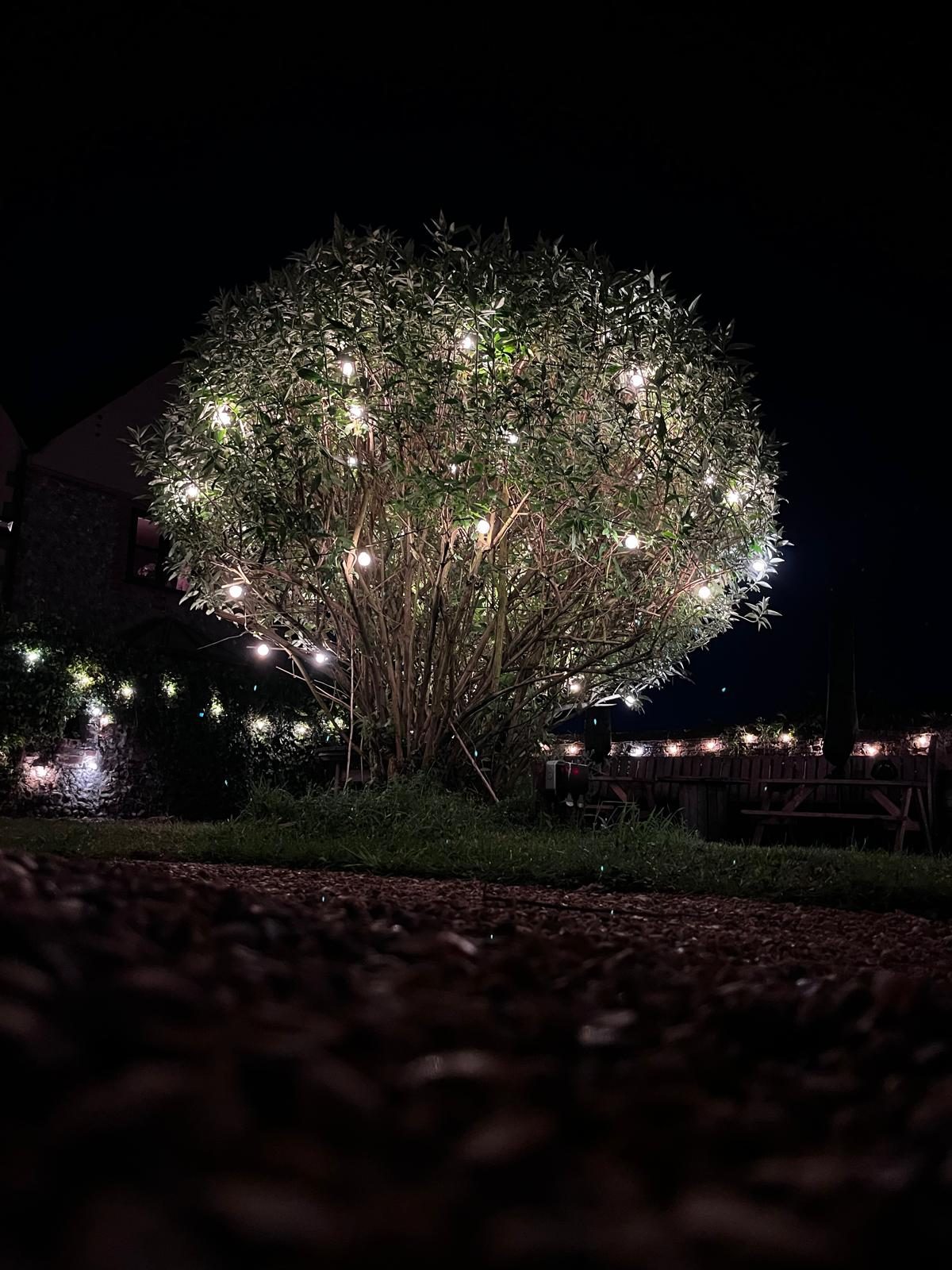 Tree wrapped in fairy lights at night